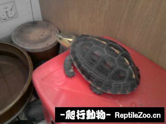 102808ebkmjkblqxvicrbc.jpg