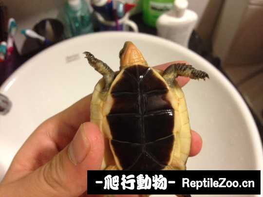 102833aj2bv32lpblviw9b.jpg
