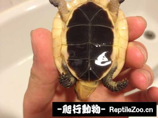 102834h2rz0hhp54x1t8hq.jpg