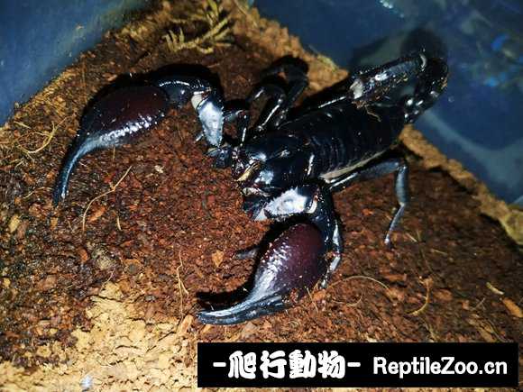 display_picture.php?url=http%3A%2F%2Fimgsa.baidu.com%2Fforum%2Fw%253D580%2Fsign%3D32d85b9e5782b2b7a79f39cc01accb0a%2F8f736ed9f2d3572c82435f468413632763d0c32e.jpg