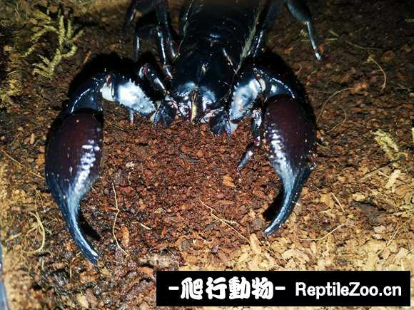 display_picture.php?url=http%3A%2F%2Fimgsa.baidu.com%2Fforum%2Fw%253D580%2Fsign%3D483c674578c6a7efb926a82ecdfbafe9%2F526877cb0a46f21f11249cc9f8246b600d33aebf.jpg