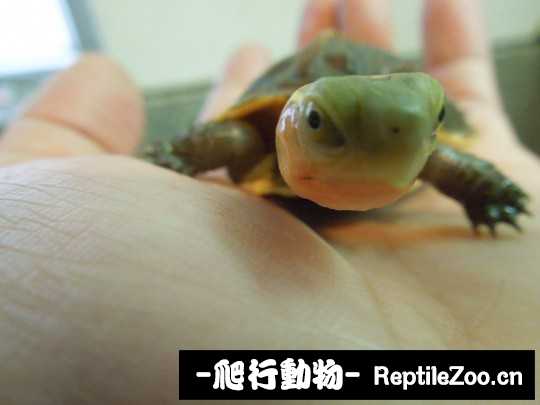 103102jiqhcctlvh2gzdds.jpg