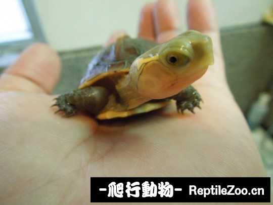 103102yttmo9004pjw98jp.jpg