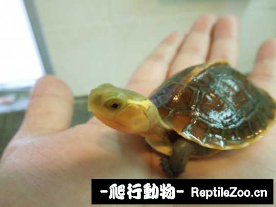 103103rjdrcyyvr3c33cic.jpg