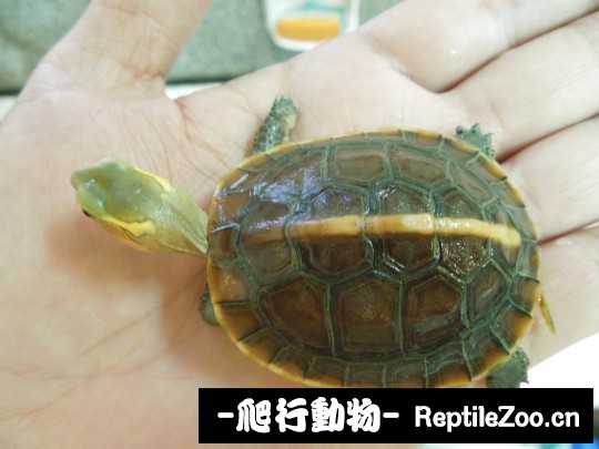 103103zh3r4tqllql5q8eo.jpg