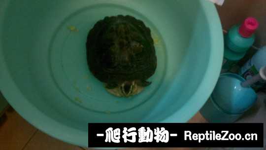 103125mqdgvgmgwbs1omub.jpg