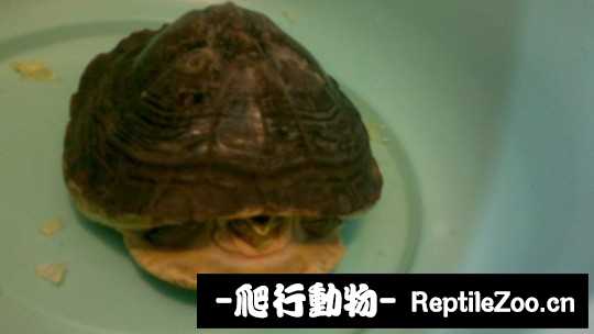 103125obee5no1b8c0hw71.jpg
