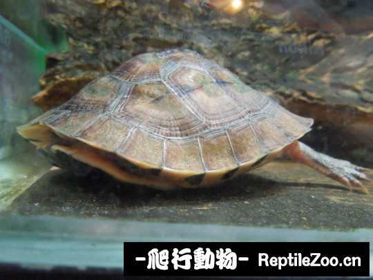 103130stdzxkdenzkpylff.jpg