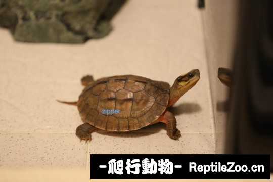103135xqqjqu21xzxqgu02.jpg