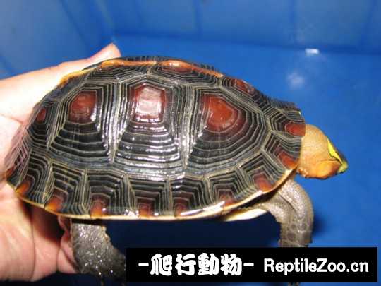 103151szrrbpeccex3p3ck.jpg