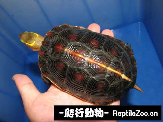 103152bwwppkwwzrpw0ukf.jpg