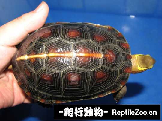 103152kzp6yrjdtrpyyp9d.jpg