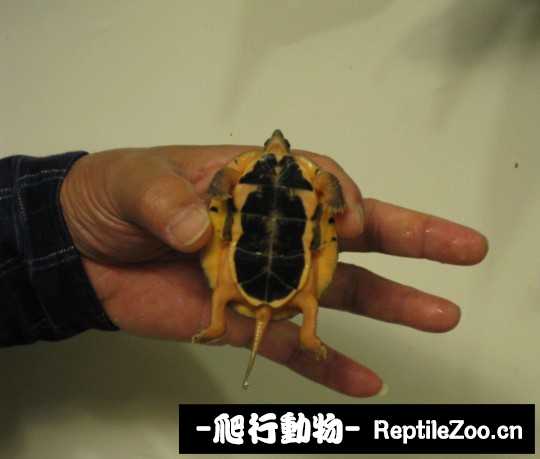 103156eiql8ap9h35d3a5t.jpg