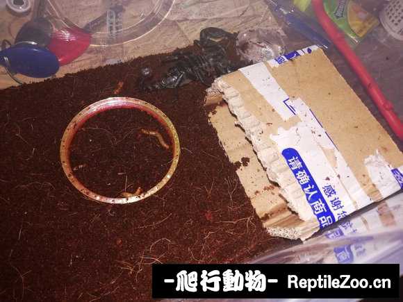 display_picture.php?url=http%3A%2F%2Fimgsa.baidu.com%2Fforum%2Fw%253D580%2Fsign%3Dfe675aa09f8fa0ec7fc764051696594a%2Ffe2b92510fb30f24de107490c695d143ac4b0339.jpg