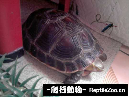 103315nts4hs9vlmi7cs49.jpg