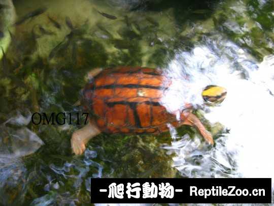 103349evfyzfqfa3jbx9qx.jpg