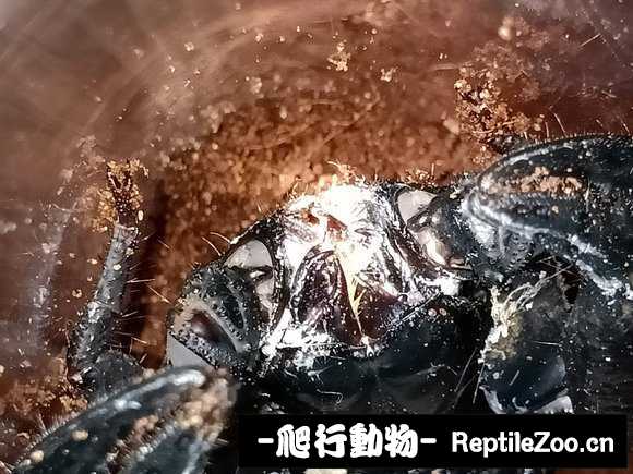 display_picture.php?url=http%3A%2F%2Fimgsa.baidu.com%2Fforum%2Fw%253D580%2Fsign%3D19fb8ef69aeef01f4d1418cdd0ff99e0%2F02e6e7f81a4c510f748dd5886e59252dd52aa57d.jpg