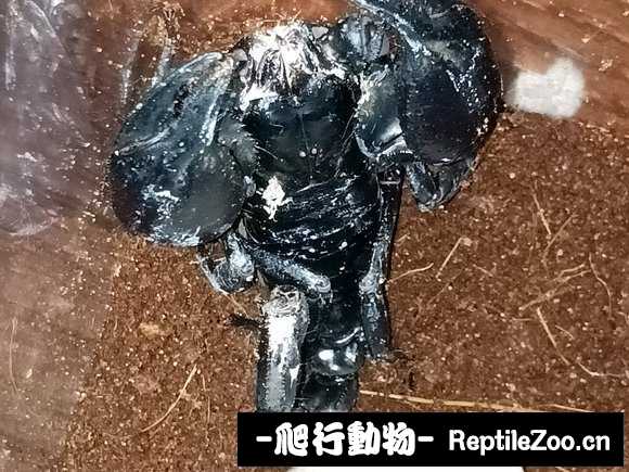 display_picture.php?url=http%3A%2F%2Fimgsa.baidu.com%2Fforum%2Fw%253D580%2Fsign%3D5bf80e563fadcbef01347e0e9cae2e0e%2F947da5ec8a136327e98af5a19f8fa0ec09fac75b.jpg