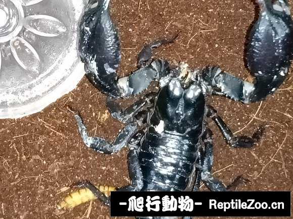 display_picture.php?url=http%3A%2F%2Fimgsa.baidu.com%2Fforum%2Fw%253D580%2Fsign%3Dd94971528c025aafd3327ec3cbecab8d%2F54abbfde9c82d158c4e56e238e0a19d8bd3e425a.jpg