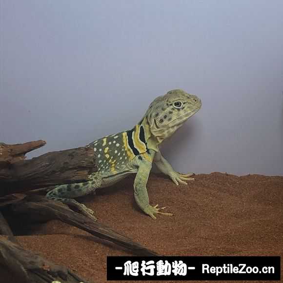 103509lsjt3rtc5cjdtdrt.jpg