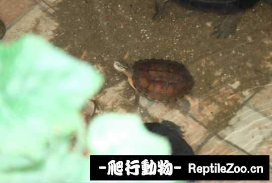 103521quhgkht6rohf8ekw.jpg