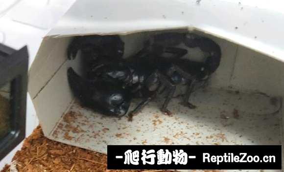 display_picture.php?url=http%3A%2F%2Fimgsa.baidu.com%2Fforum%2Fw%253D580%2Fsign%3D8cee21e86fd0f703e6b295d438f85148%2Fb058eacd7b899e51094e4deb4fa7d933ca950daa.jpg
