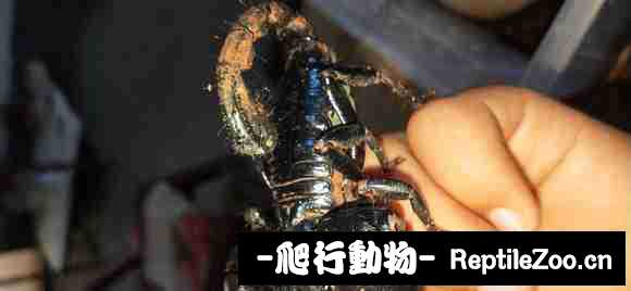 display_picture.php?url=http%3A%2F%2Fimgsa.baidu.com%2Fforum%2Fw%253D580%2Fsign%3Dee4b0d7578c6a7efb926a82ecdfbafe9%2F526877cb0a46f21fb753f6f9f8246b600d33ae53.jpg