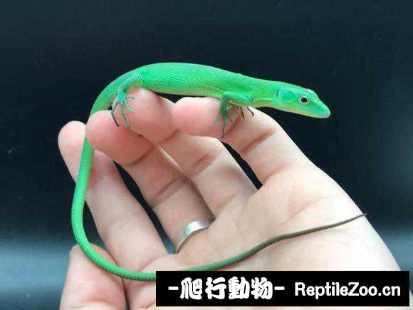 105010v6lspu13zlatusua.jpg