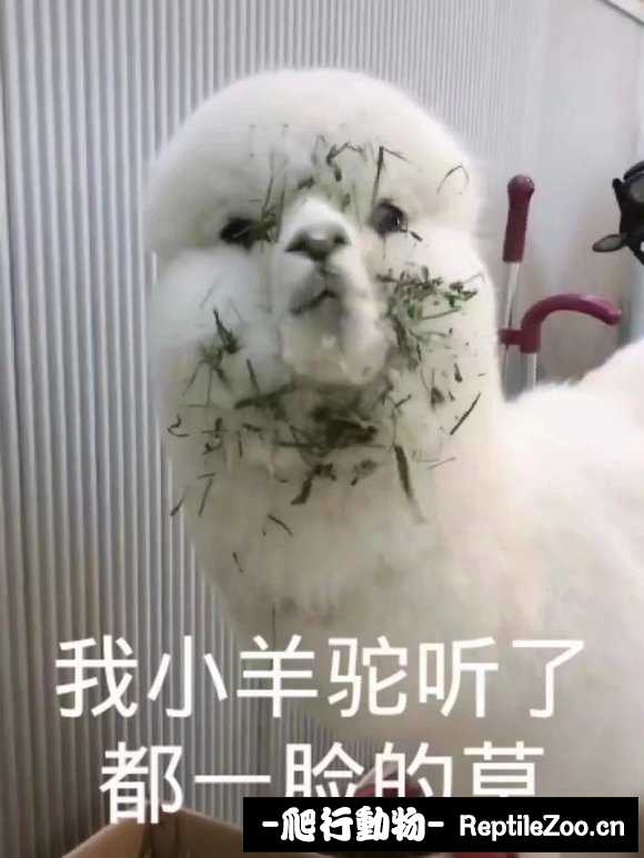 105503z34wwgmk9kklwqk9.jpg