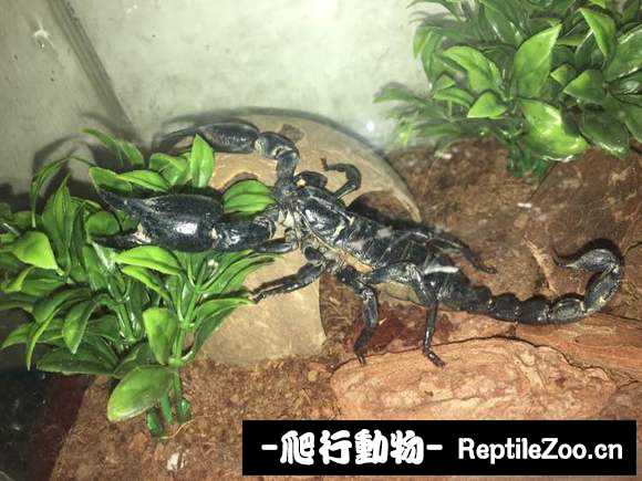 display_picture.php?url=http%3A%2F%2Fimgsa.baidu.com%2Fforum%2Fw%253D580%2Fsign%3D82b723fece5c1038247ececa8213931c%2Fa2dd922f0708283874d7fff0b099a9014e08f19a.jpg