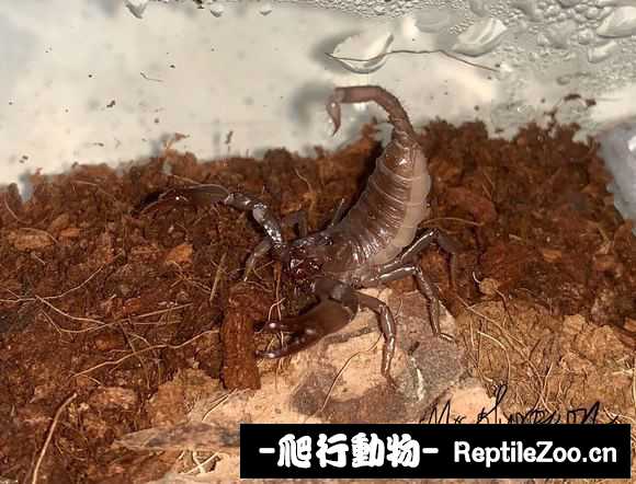 display_picture.php?url=http%3A%2F%2Fimgsa.baidu.com%2Fforum%2Fw%253D580%2Fsign%3Deb59972f44ed2e73fce98624b700a16d%2F48b37e8b4710b91215df8e55cdfdfc03934522a5.jpg