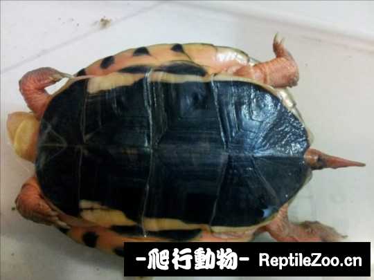 135908avhubv971n1ifbuz.jpg