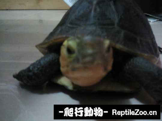 152203y9ipe2d62b2s91p2.jpg