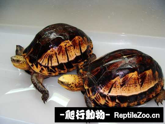 172854ml1nsc1qrnplti9n.jpg