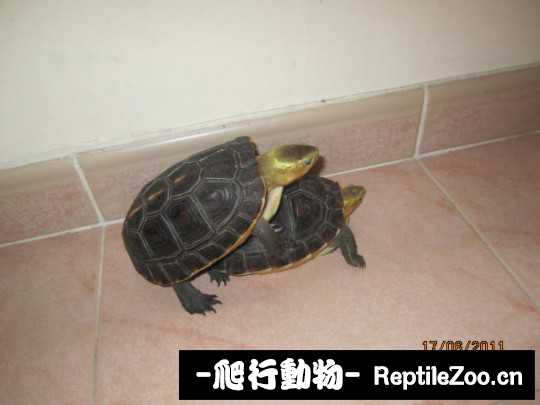 172954mspuuv91a199uupx.jpg