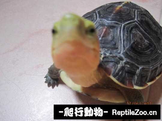 172954sbcpccgc0x00djob.jpg
