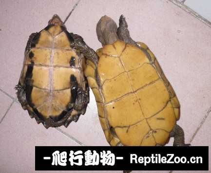 173034mq33gg9syj9279bp.jpg