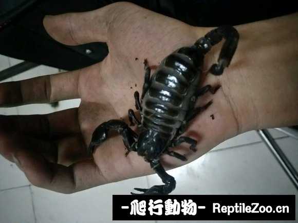 display_picture.php?url=http%3A%2F%2Fimgsa.baidu.com%2Fforum%2Fw%253D580%2Fsign%3D9adee8c93bd12f2ece05ae687fc2d5ff%2Fc6b461224f4a20a4a711b5d99d529822730ed0c0.jpg