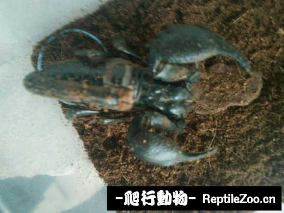 display_picture.php?url=http%3A%2F%2Fimgsa.baidu.com%2Fforum%2Fw%253D580%2Fsign%3D360a928761224f4a5799731b39f69044%2Ff6528e025aafa40fcf0a2a7ca764034f7af019e1.jpg
