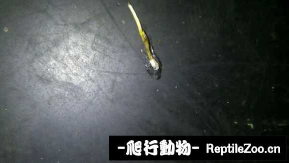 display_picture.php?url=http%3A%2F%2Fimgsa.baidu.com%2Fforum%2Fw%253D580%2Fsign%3D31b600fd16d5ad6eaaf964e2b1ca39a3%2Ff364abefce1b9d161e57a158fedeb48f8d54649d.jpg