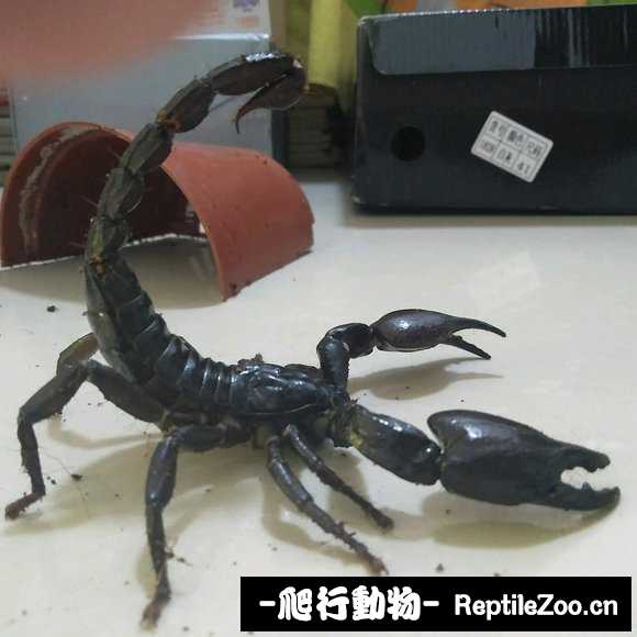 display_picture.php?url=http%3A%2F%2Fimgsa.baidu.com%2Fforum%2Fw%253D580%2Fsign%3Db2fc7c3937292df597c3ac1d8c315ce2%2F9fee5d0fd9f9d72a464ba90bd92a2834349bbb1f.jpg