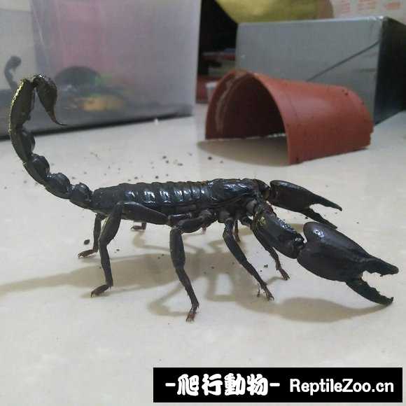 display_picture.php?url=http%3A%2F%2Fimgsa.baidu.com%2Fforum%2Fw%253D580%2Fsign%3Da20444b3dc43ad4ba62e46c8b2025a89%2F8c81d154564e9258aa3e3ff89182d158cdbf4ec4.jpg