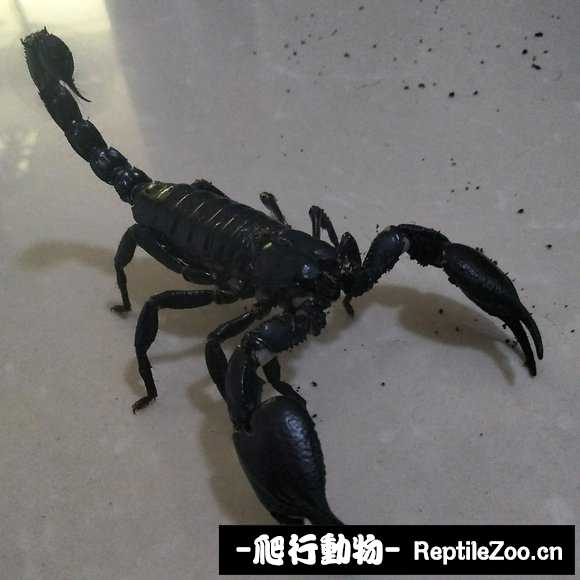 display_picture.php?url=http%3A%2F%2Fimgsa.baidu.com%2Fforum%2Fw%253D580%2Fsign%3D7efc27420e4f78f0800b9afb49310a83%2F05a815d8bc3eb135b6eb0eadab1ea8d3fd1f441e.jpg