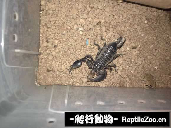 display_picture.php?url=http%3A%2F%2Fimgsa.baidu.com%2Fforum%2Fw%253D580%2Fsign%3D3d7048142b9759ee4a5060c382fa434e%2Fc705d533c895d14398c1c83a7ef082025baf0791.jpg