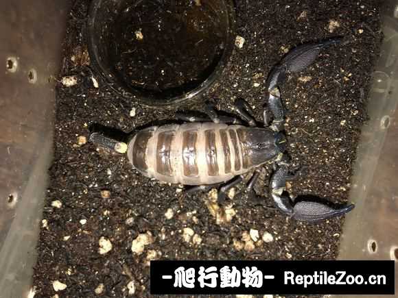 display_picture.php?url=http%3A%2F%2Fimgsa.baidu.com%2Fforum%2Fw%253D580%2Fsign%3Da6572aebd862853592e0d229a0ef76f2%2F8c559c529822720e31f4b2e376cb0a46f21fab17.jpg