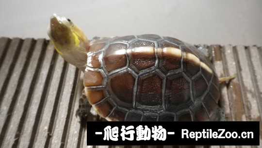 174441r6xue47a4xee4aui.jpg