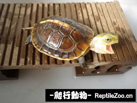 174445qtact4844gaa84tk.jpg