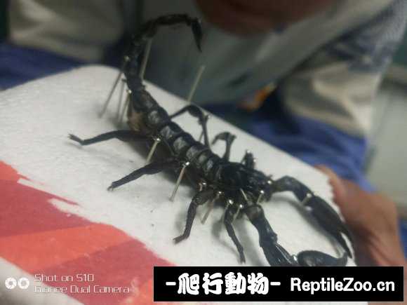 display_picture.php?url=http%3A%2F%2Fimgsa.baidu.com%2Fforum%2Fw%253D580%2Fsign%3Db730d5fd022442a7ae0efdade142ad95%2Fdb7d81b1cb1349542042071a5b4e9258d0094a96.jpg