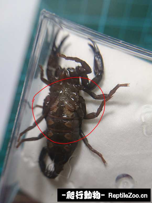 display_picture.php?url=http%3A%2F%2Fimgsa.baidu.com%2Fforum%2Fw%253D580%2Fsign%3Ddc2c2003d054564ee565e43183df9cde%2F906c3ad3d539b600af8b13a7e450352ac75cb7ff.jpg