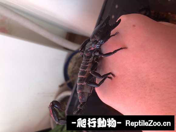 display_picture.php?url=http%3A%2F%2Fimgsa.baidu.com%2Fforum%2Fw%253D580%2Fsign%3D24bb7c7cc78065387beaa41ba7dca115%2F2ca340086e061d95bdd3ce0a76f40ad163d9ca8a.jpg